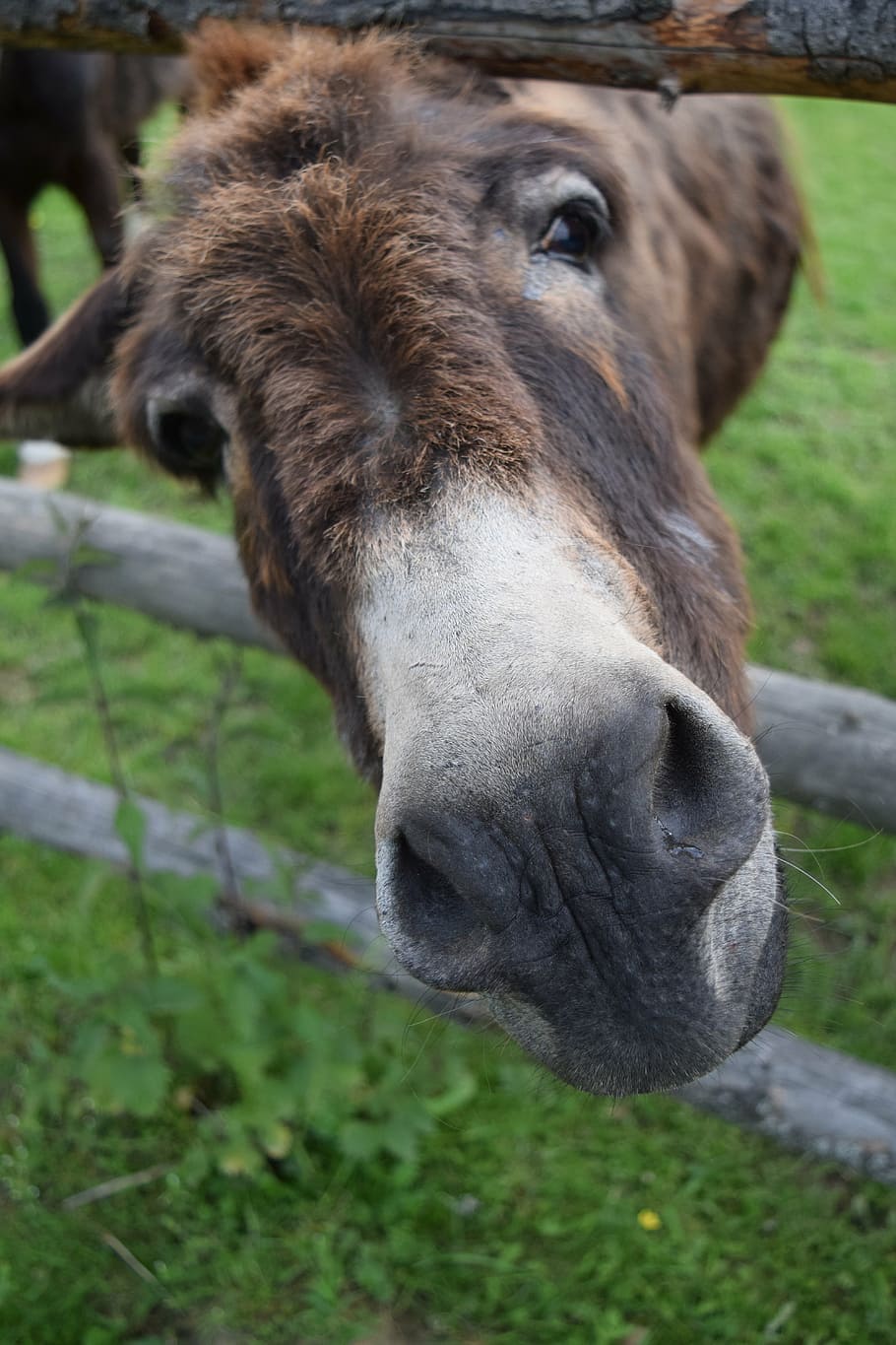donkey, curiosity, head, donkey head, snout, tender, animal HD wallpaper