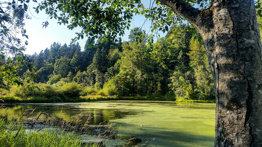 water, sun, tree, pond, background, plant, beauty in nature HD wallpaper