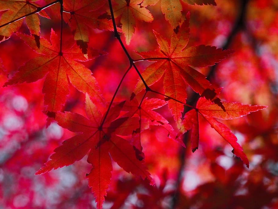 autumnal leaves, aomoriya, star resort, maple, japan, antomasako, HD wallpaper
