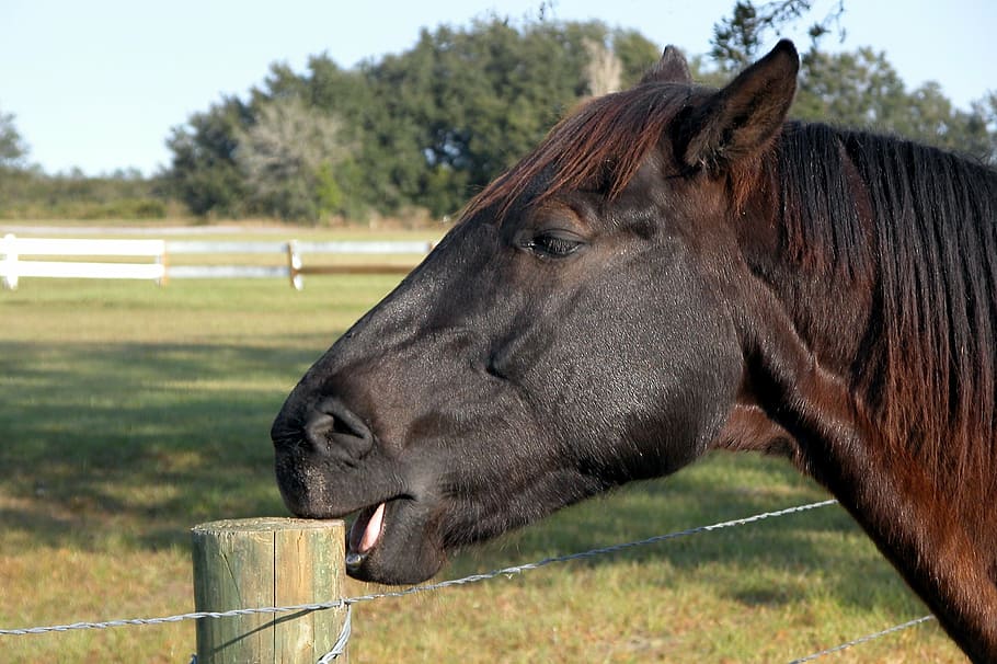 horse biting brown wooden bollard on pen at daytime, chewing HD wallpaper