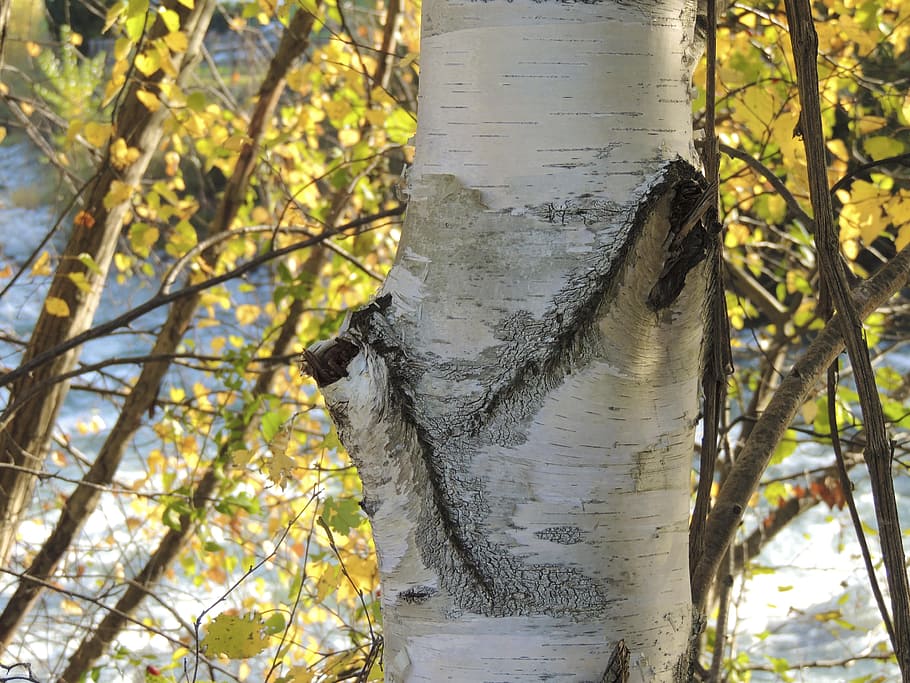 Birch, Tree, Tribe, Water, soon, day, tree trunk, no people HD wallpaper
