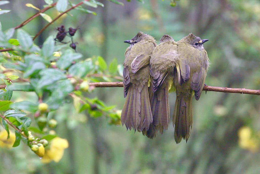 flavescent bulbul, song bird, wings, animal, roosting, nature