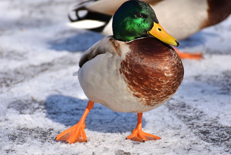 selective focus photography of mallard duck, males, snow, winter, HD wallpaper