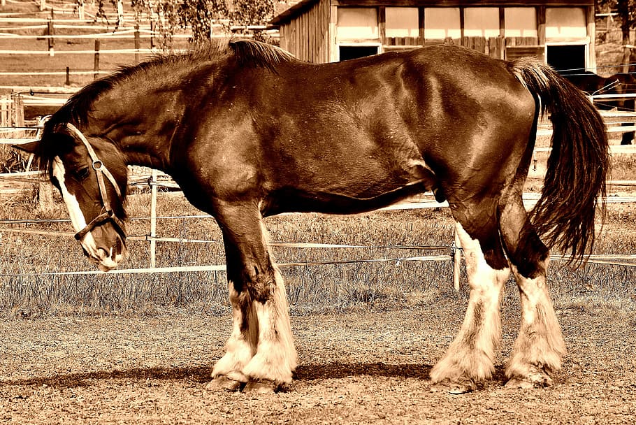 brown horse, shire horse, big horse, ride, reitstall, coupling, HD wallpaper