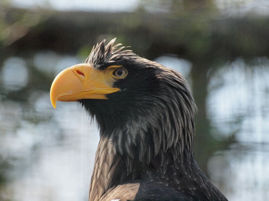Eagle, Bird, Zoo, one animal, beak, animal body part, animals in the wild HD wallpaper
