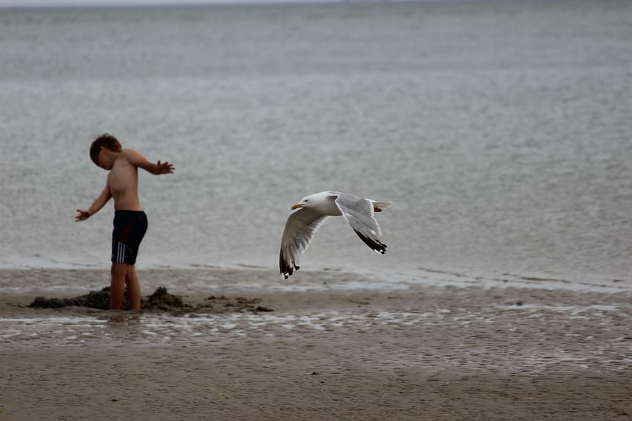 denmark, blavand, beach, north sea, seagull, child, water, animal themes