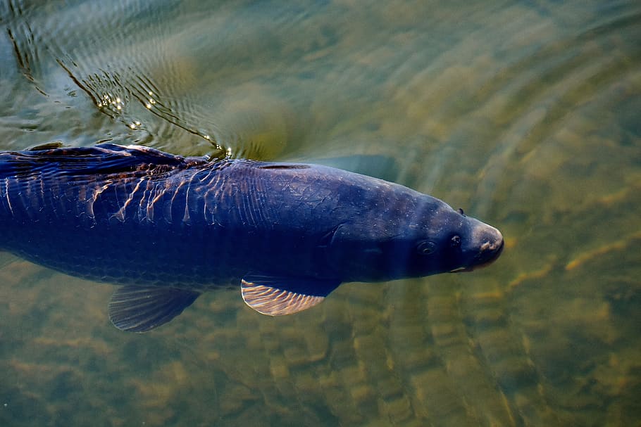 Carp, Pond, Water, Fish, Nature, Swim, large, one animal, animals in the wild HD wallpaper
