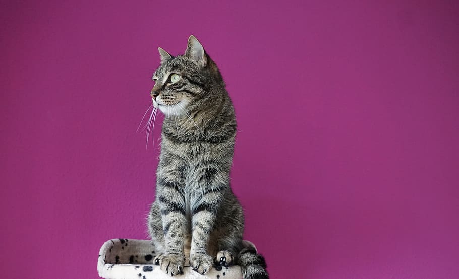 short-furred silver tabby cat, Adidas, Animals, Cat'S Eyes, mieze, HD wallpaper