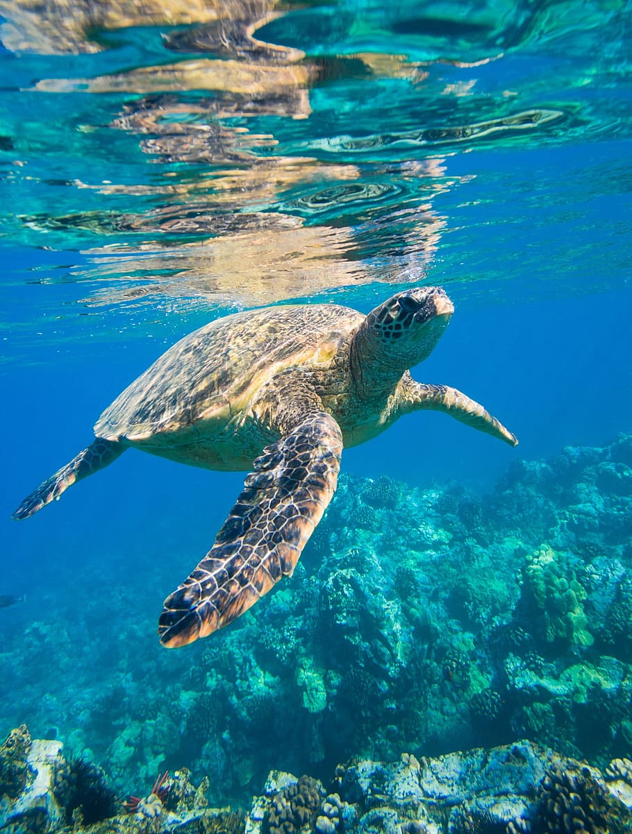 person taking photo of brown turtle, sea turtle, is, animals HD wallpaper