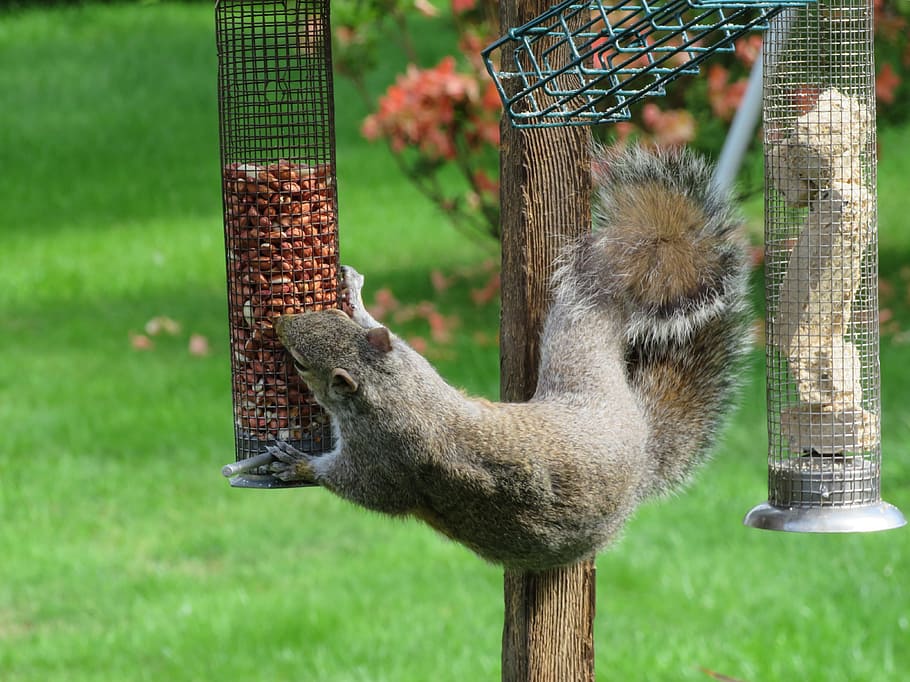 Squirrel, Nuts, Eat, grey, eating, wildlife, garden, gray, bird-table HD wallpaper