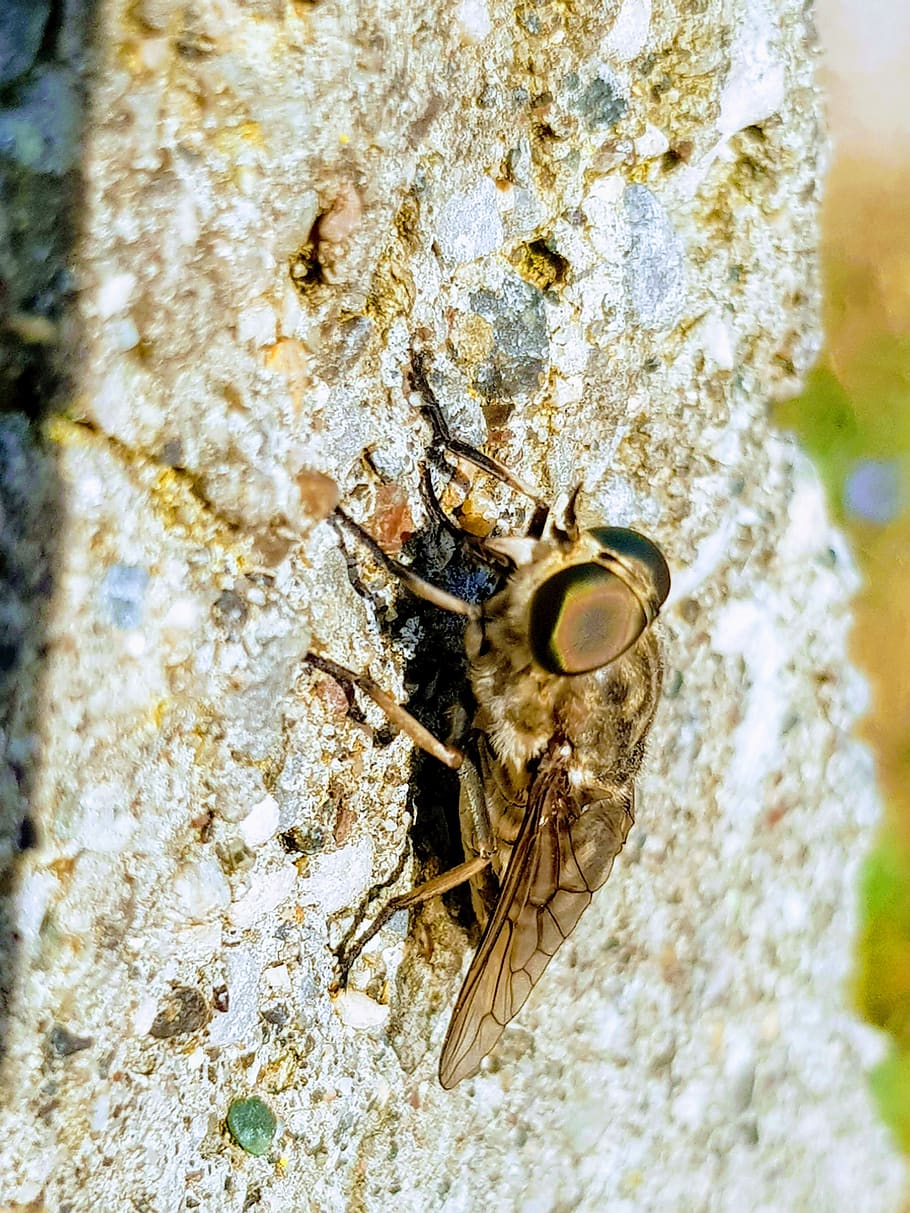 insect, fly, bug, invertebrate, animal wildlife, animal themes HD wallpaper