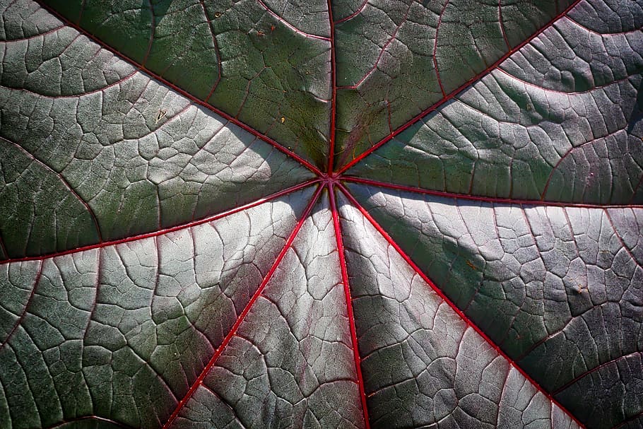 leaf, plant, background, nature, close, texture, pattern, no people HD wallpaper
