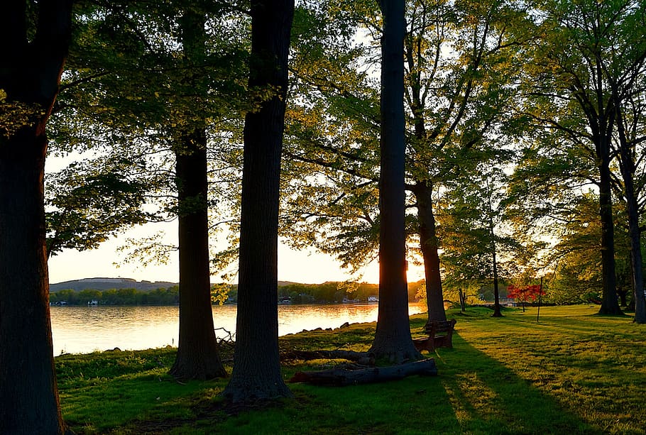 trees, lake, shore, sunlight, sunset, shadows, nature, landscape HD wallpaper