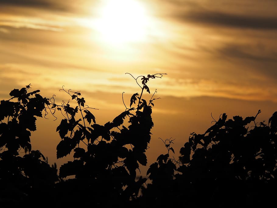 sunset, vineyard, vines, mood, sky, landscape, nature, evening HD wallpaper