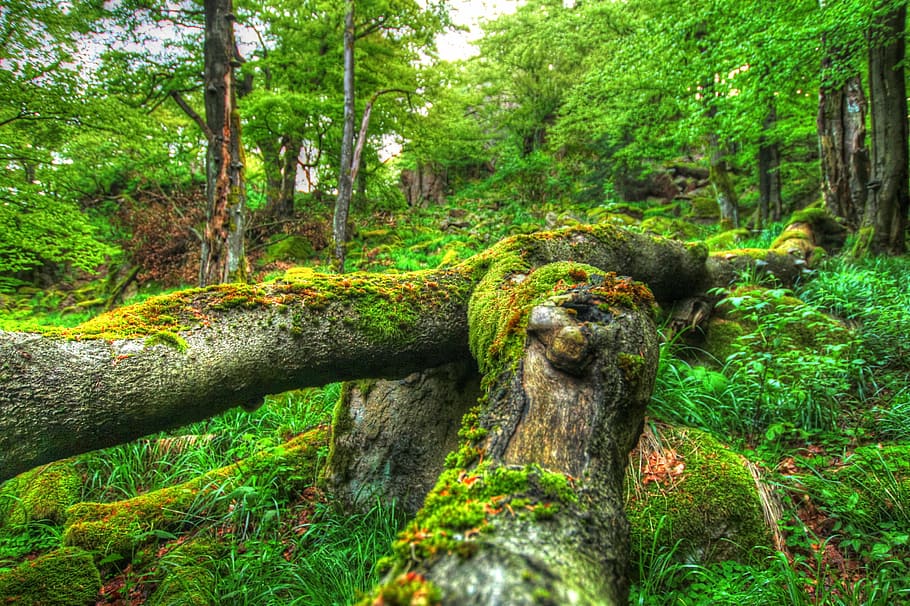 green mossy tree trunk, forest, nature, trees, wood, log, natural tree trunk