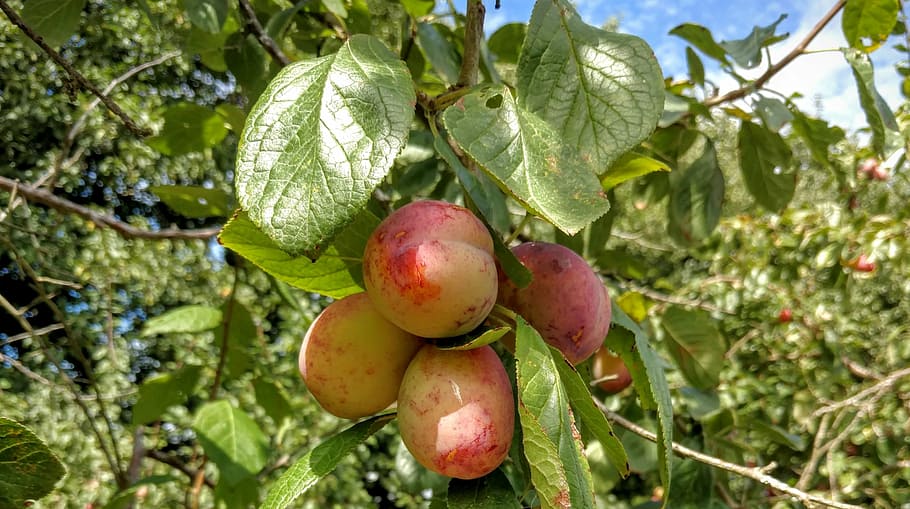 plums, tree, fruit, nature, branch, food, ripe, summer, plant HD wallpaper