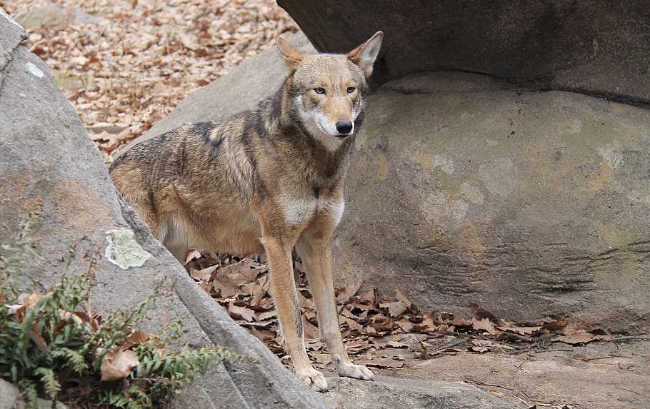 red wolf, rocks, nature, predator, animal themes, mammal, one animal HD wallpaper