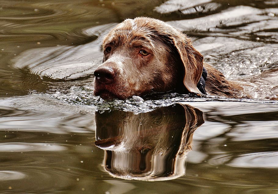 adult chocolate Labrador retriever in body of water, dog, swim