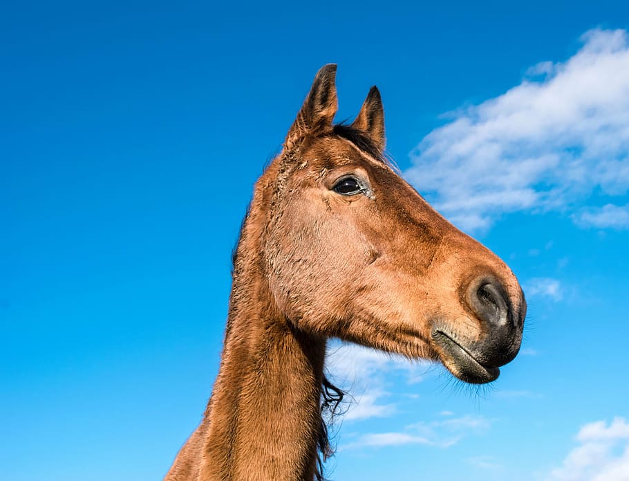 horse, ride, animal, nostrils, nature, horse head, brown, pferdeportrait HD wallpaper