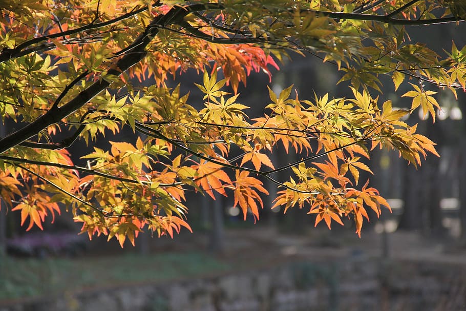 red maple, spring, china wind, garden, plant configuration HD wallpaper