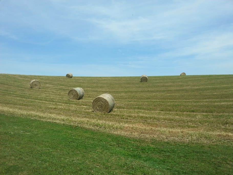 bale, straw, hay, field, farm, countryside, agricultural, scenery HD wallpaper
