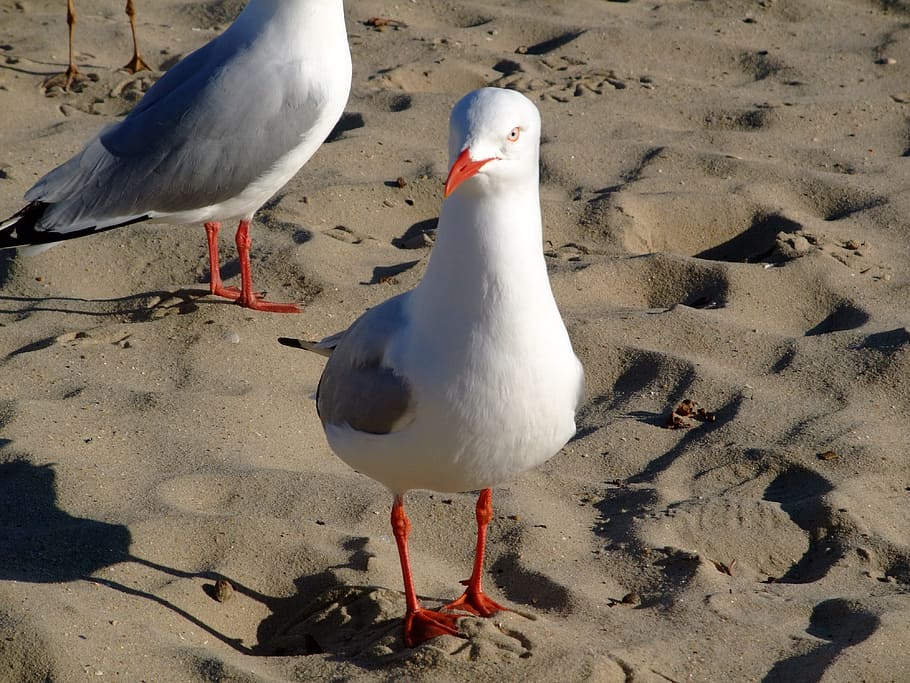 Creature, Sea Birds, sea gull, seagull, animal, nature, beach HD wallpaper