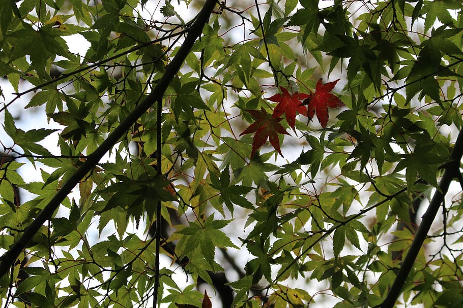 leaves, japanese maple, tree, plant, growth, plant part, leaf HD wallpaper