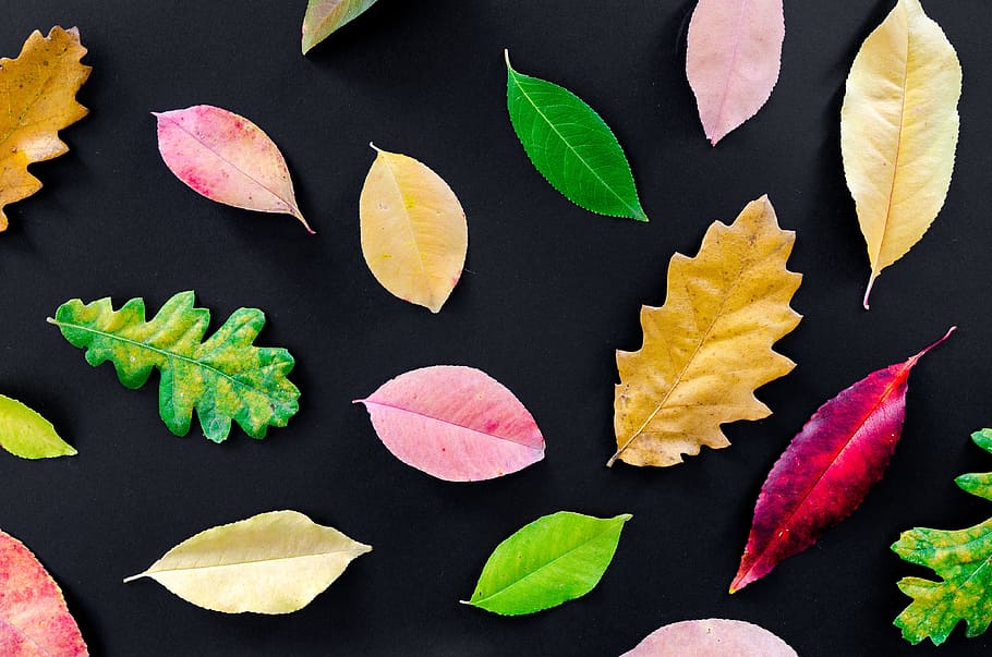 black and multi-colored leaf artworks, autumn, orange, nature, HD wallpaper
