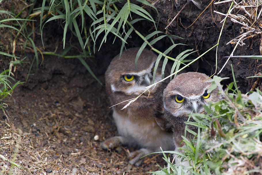 two brown owls under green plants, young, bird, fly, wings HD wallpaper