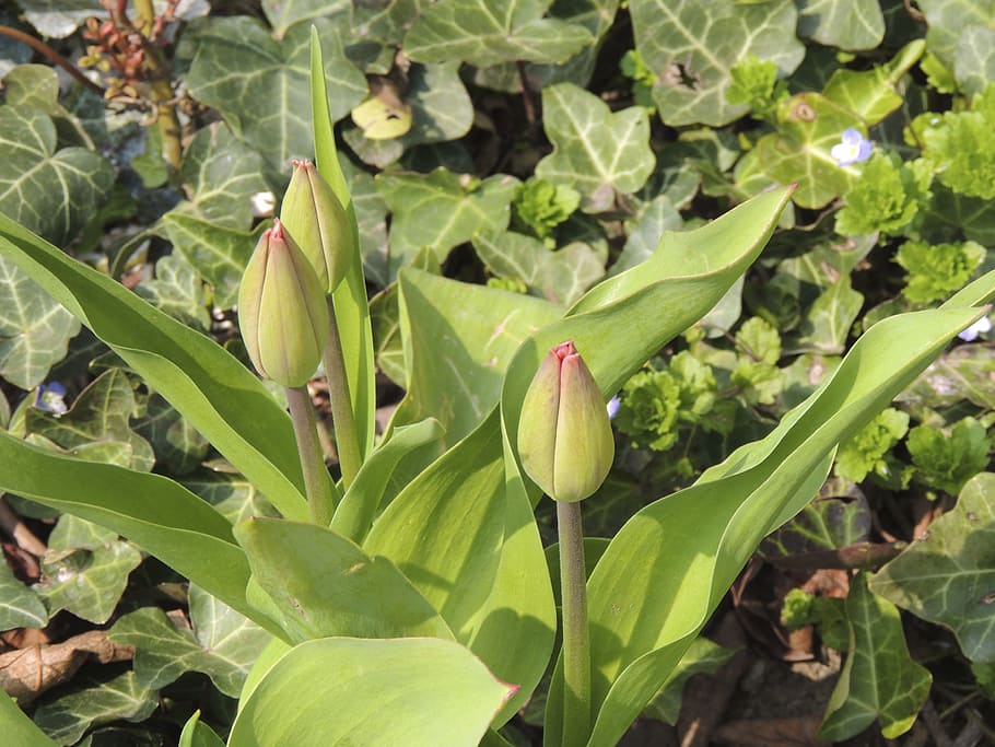 bud, tulip, green, blossom, bloom, flower, plant, garden, spring HD wallpaper