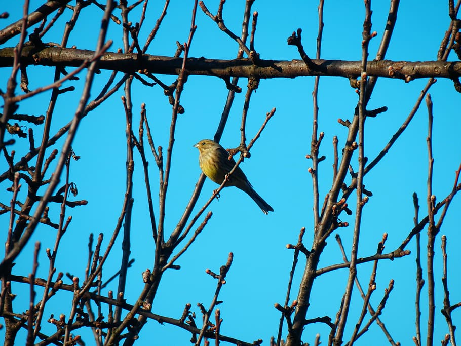 little bird, the sky, spring, animal wildlife, vertebrate, animals in the wild HD wallpaper