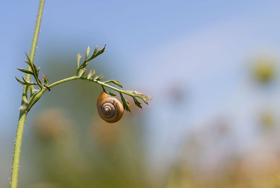 worm, conch, nature, snail, spring, snail shell, flora, summer HD wallpaper