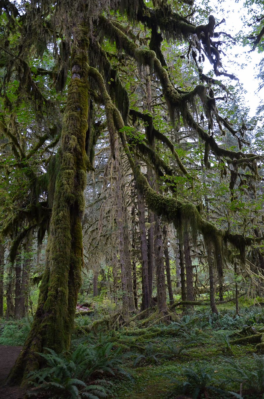 moss-covered tree forest during day, usa, america, olympic national park, HD wallpaper