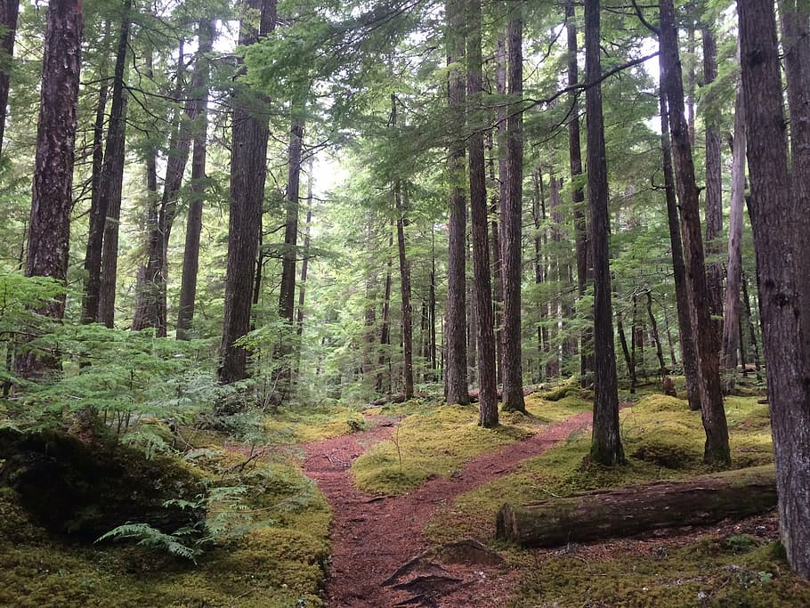 forest, grunge, nature, path, wood, outdoor, beauty, landscape HD wallpaper