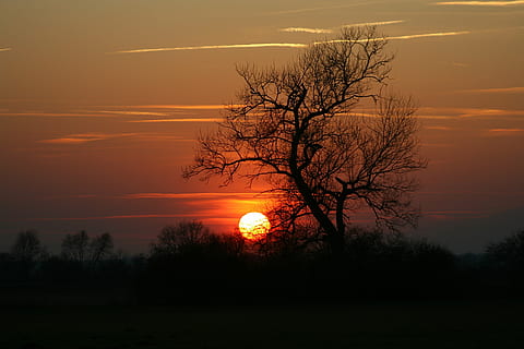 sunset and silhouette of trees, abendstimmung, twilight, dusk HD wallpaper