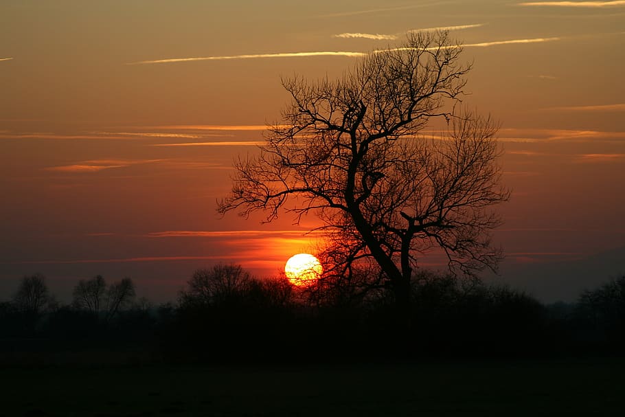 sunset and silhouette of trees, abendstimmung, twilight, dusk HD wallpaper