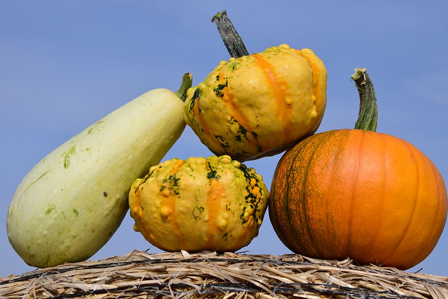 pumpkin, sky, autumn, red, yellow, gourd, straw, rural, agriculture HD wallpaper