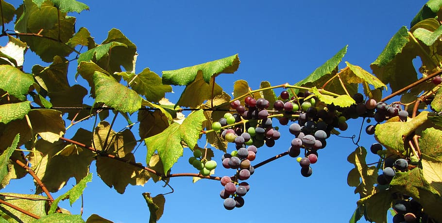 vineyard, grapes, winery, fruit, healthy eating, food and drink HD wallpaper