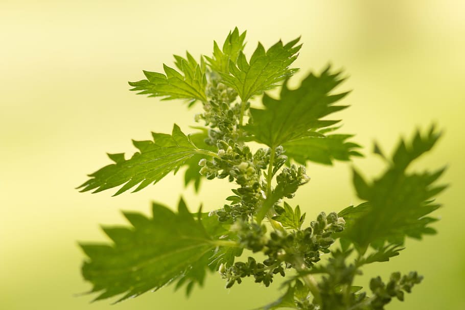 selective focus photography of green leafed plant, stinging nettle, HD wallpaper