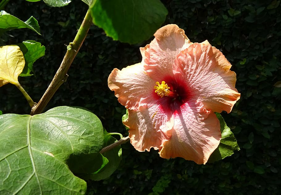 hibiscus, peach, flower, rosa sinensis, china rose, flora, dharwad, HD wallpaper