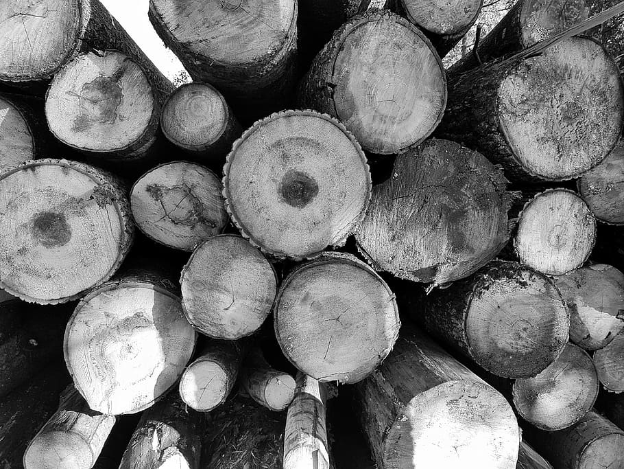 abstract, background, bark, brown, the beam, sliced, circle HD wallpaper