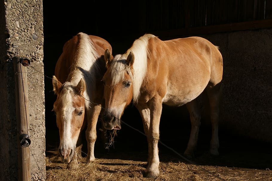 Black Forest, Horses, Stall, Paddock, schwarzwälder kaltblut HD wallpaper