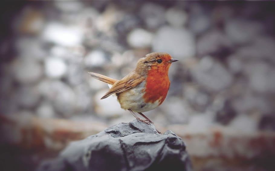 Robin, Bird, Spring, one animal, perching, animal wildlife HD wallpaper