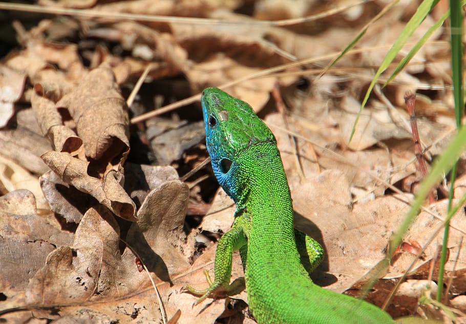 blue, camouflage, forest, green, lacerta, lizard, viridis, animals HD wallpaper