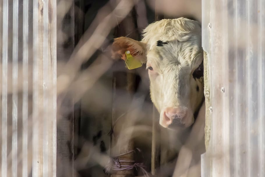 cow, beef, view, battles, fear, livestock, mammal, domestic HD wallpaper