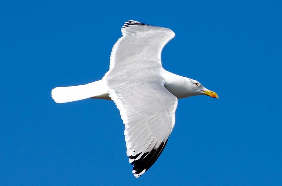 seagull, bird, white, sky, background, flight, fishing, close-up HD wallpaper