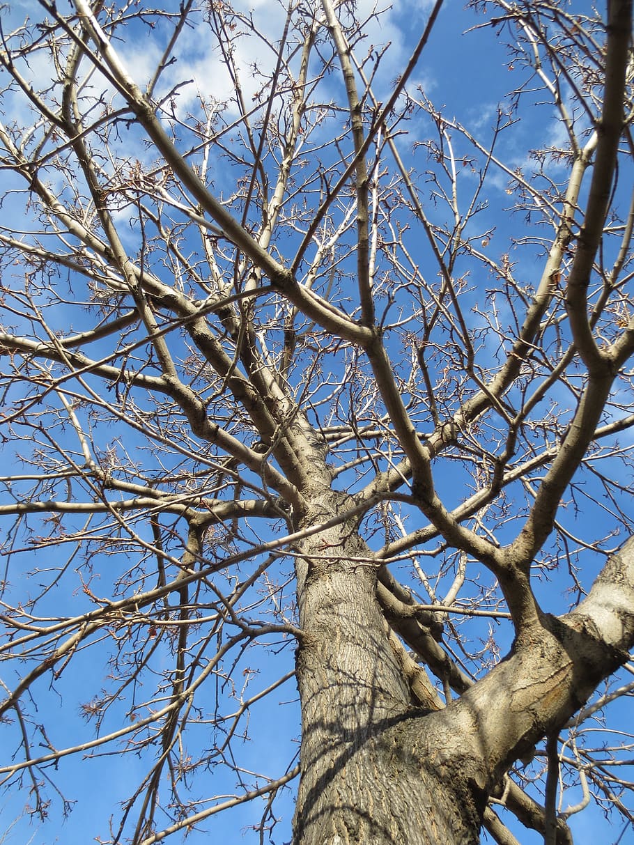 tree, deciduous, winter, branches, nature, natural, sky, trunk HD wallpaper