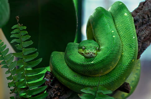 green snake, Toxic, Green, Tree Snake, Reptile, dangerous, terrarium HD wallpaper