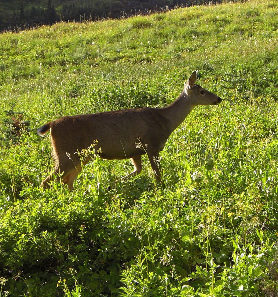 deer, fawn, buck, doe, paradise, mount, rainier, mountain, park