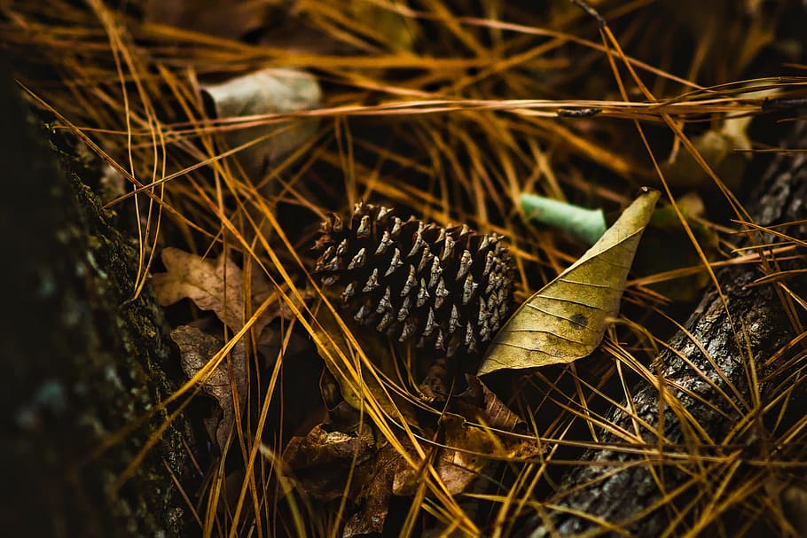 pine cone, leaves, leaf, needles, plant, macro, closeup, mood HD wallpaper